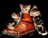 Kitten_Pictures-Pussin_Boots.jpg